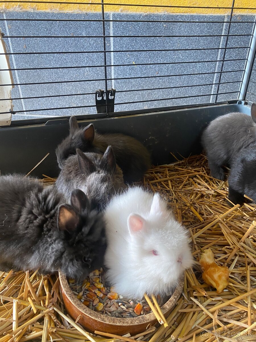 Trpaslíčie králiky - 6