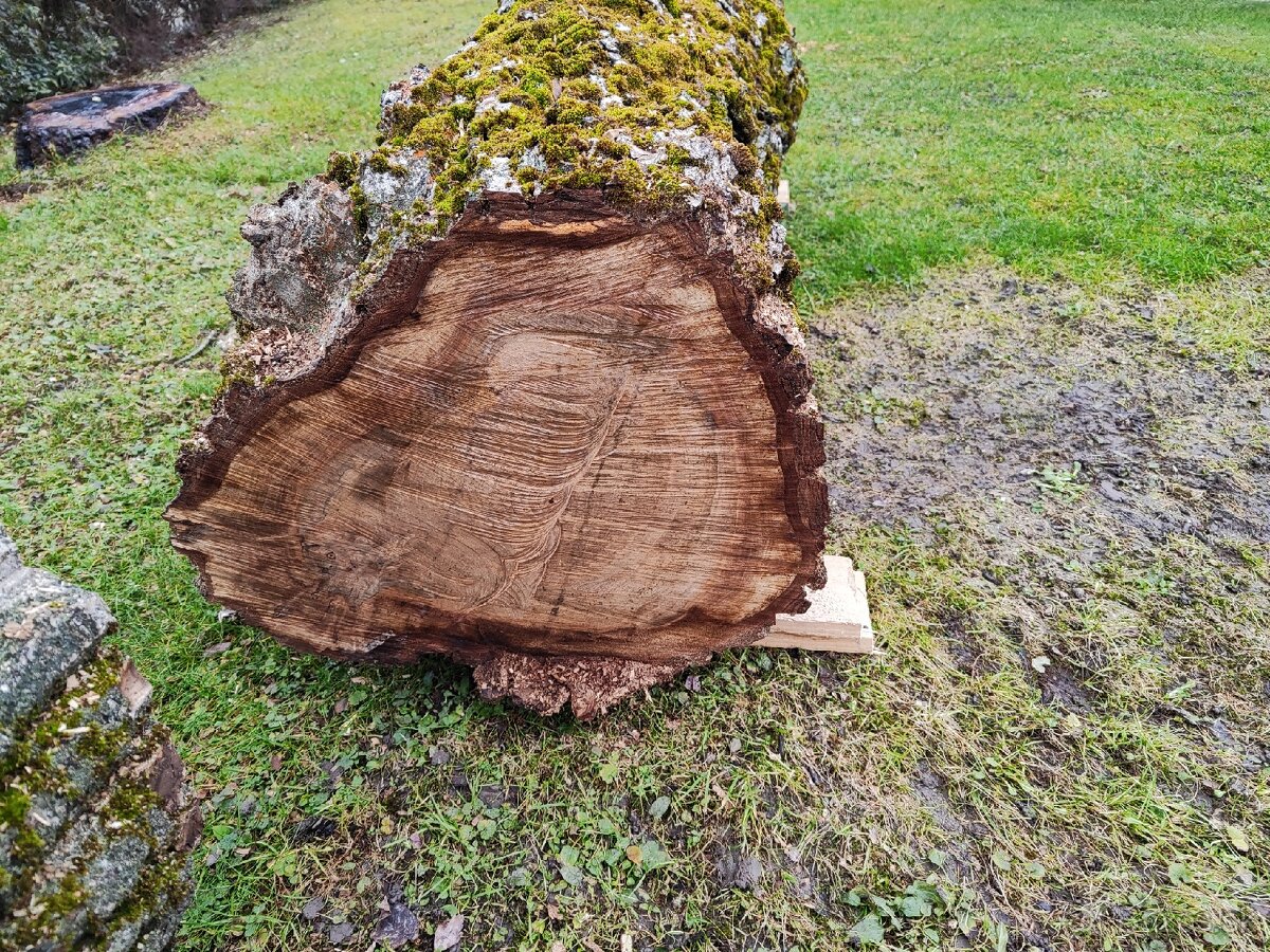 Predám 4 kmene z nedávno spíleneho stromu - 6