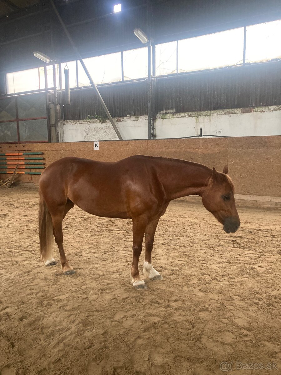 Charakterní klisna Welsh Cob - 6