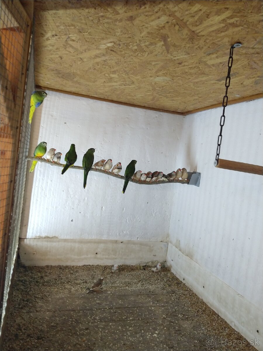 Zebričky, Neofémy, andulky - 6