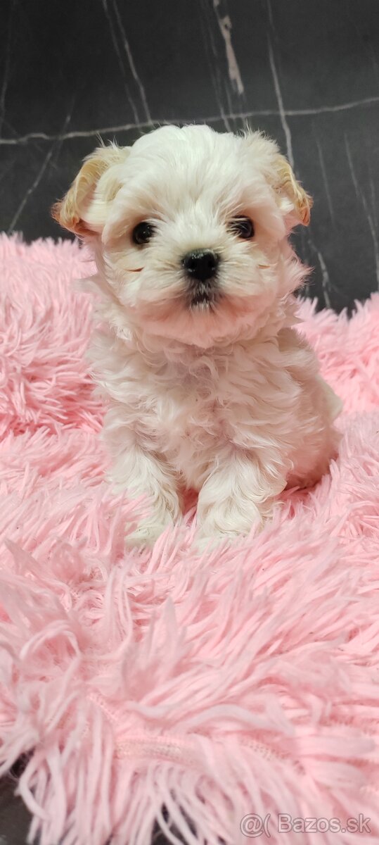 Predám maltezak - 6