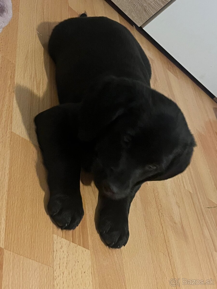 Šteniatka tatranskeho duriča - 6