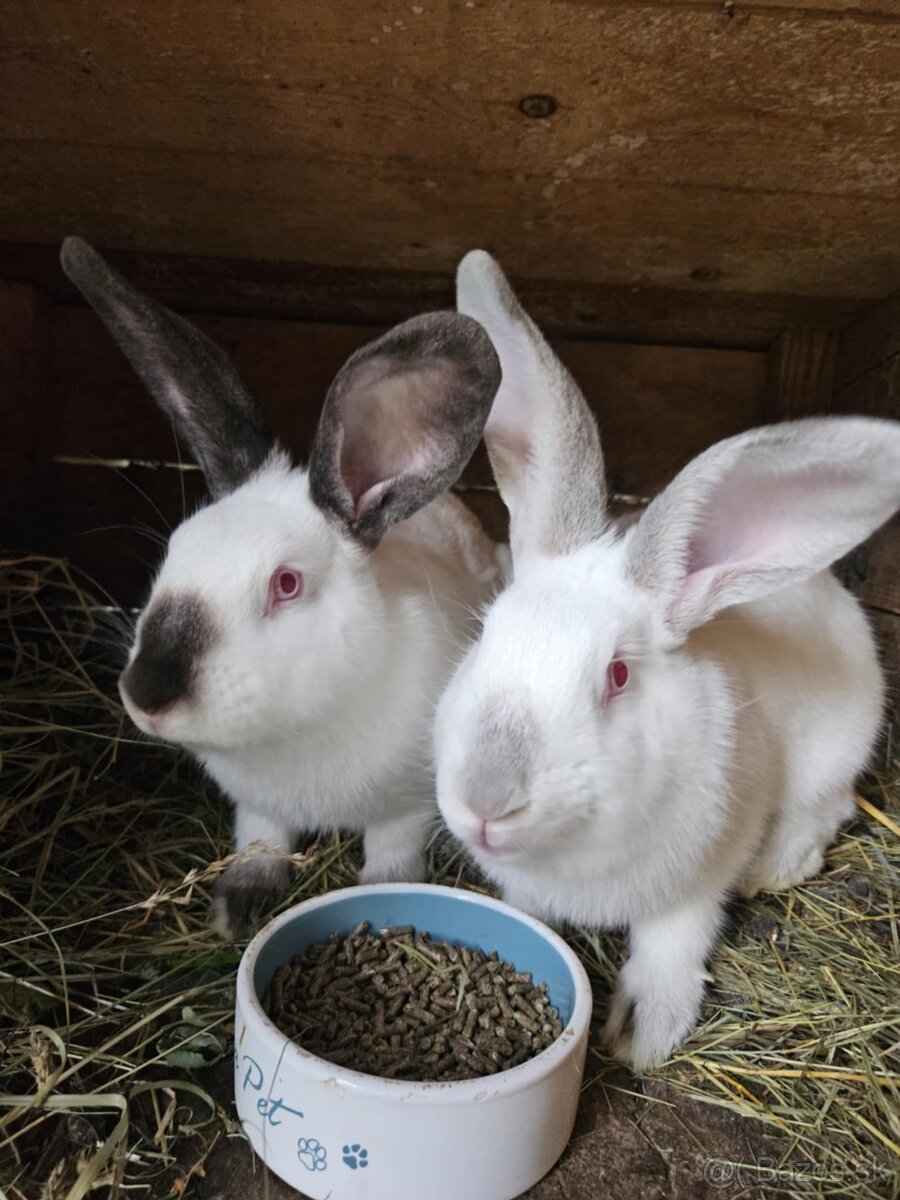 Predám králiky - 6