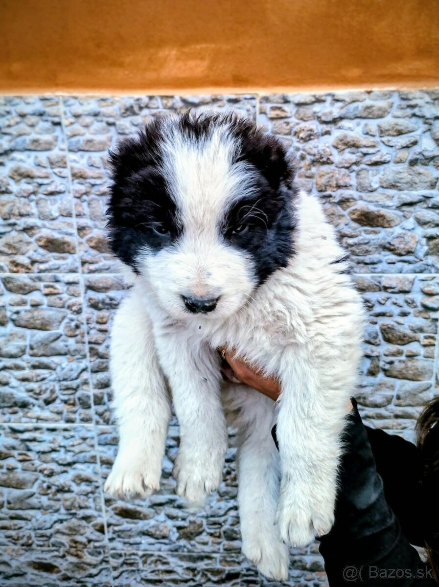 Stredoázijský ovčiak- šteniatká - 6