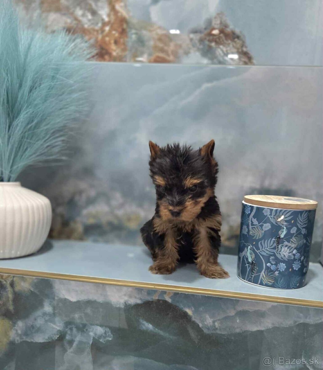 Yorkshirsky terier - 6