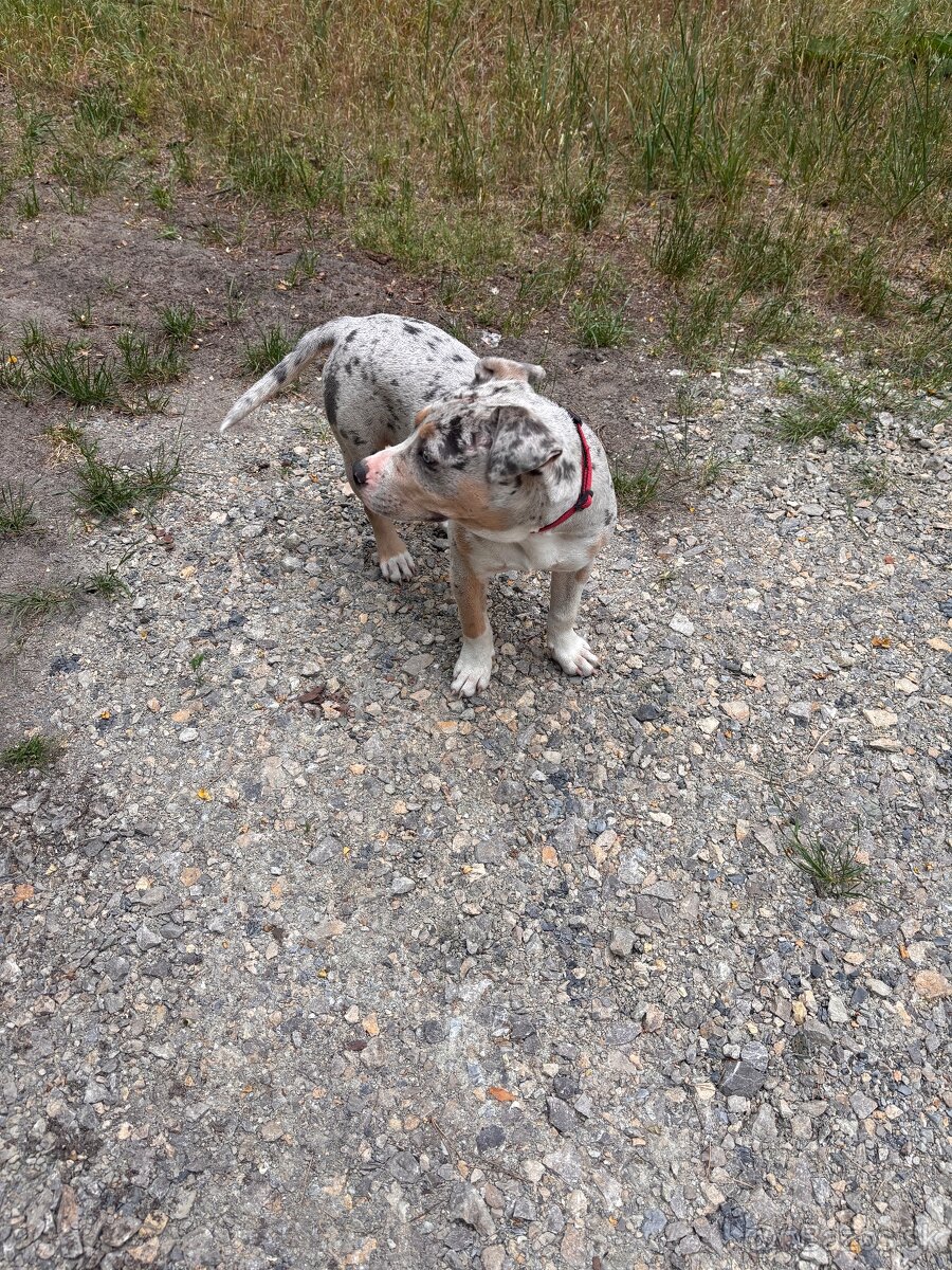 American bully - 6