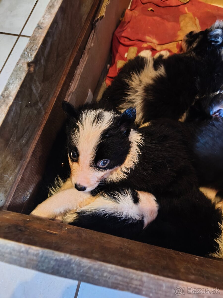 Border collie kiskutyák eladók - 6