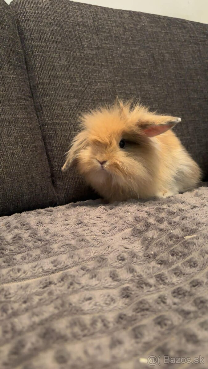 Zakrsnutý kralik baranček - 6