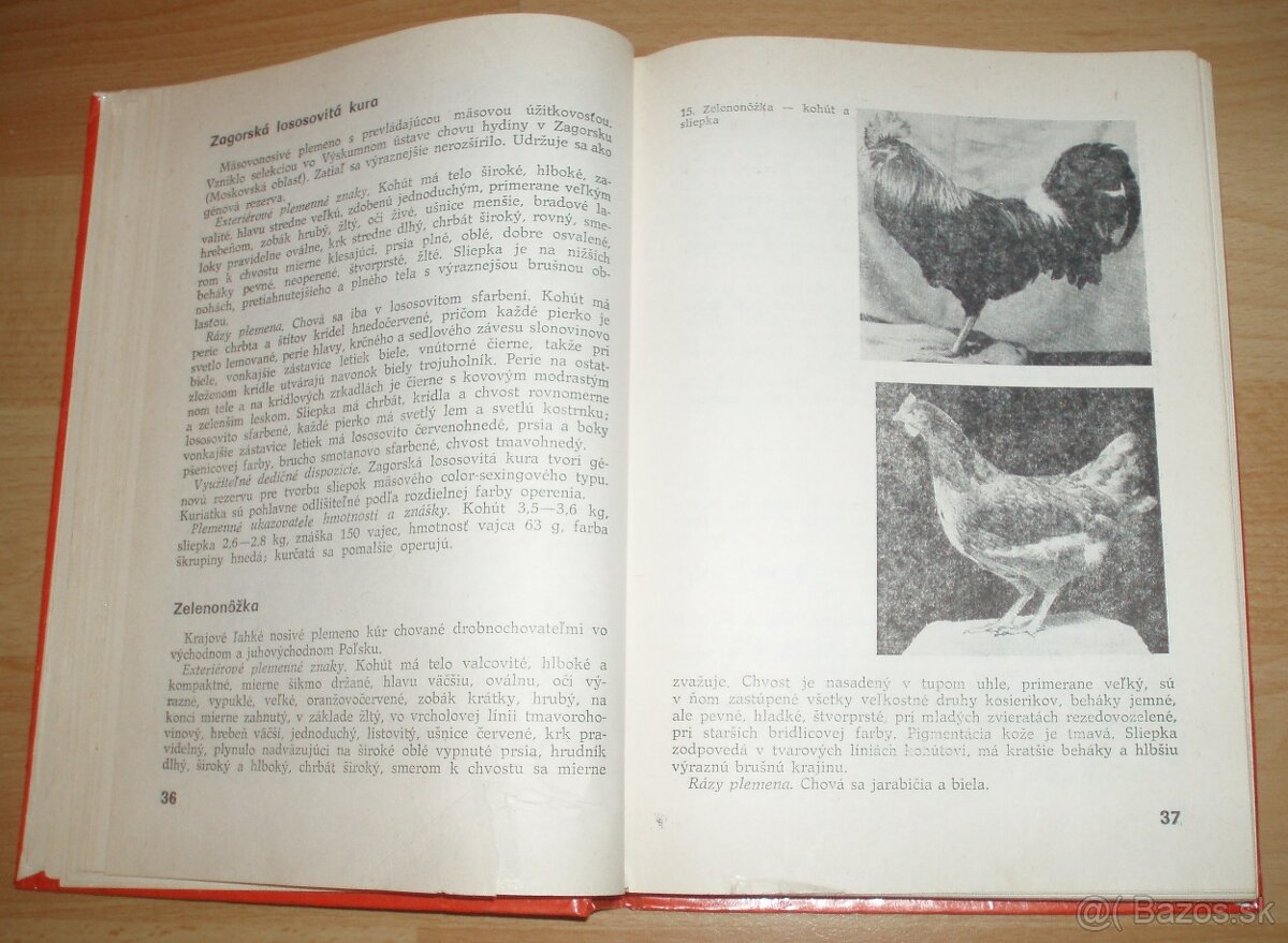 Najvýkonnejšie plemená a typy hydiny - 6