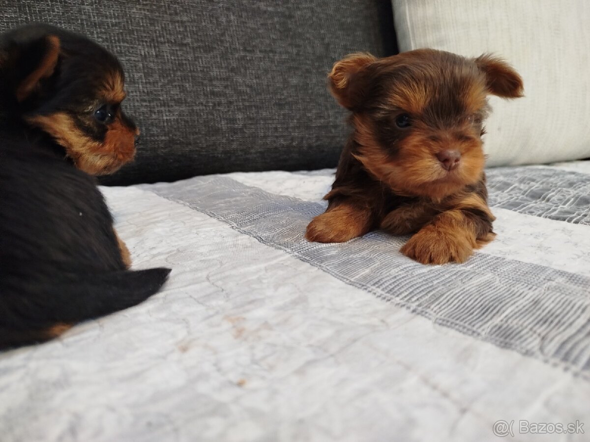 Yorksirsky terrier, Yorkshire teriér, Čoko York - 6