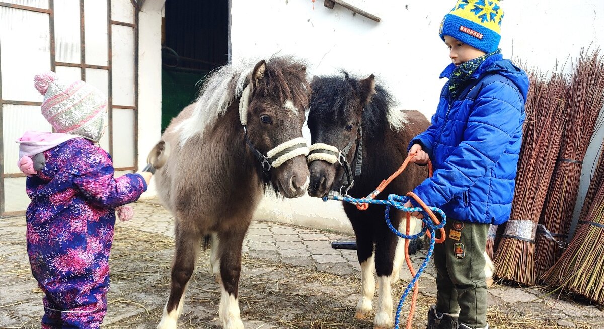 Predám 8 mesačnú kobylku poníka - 6