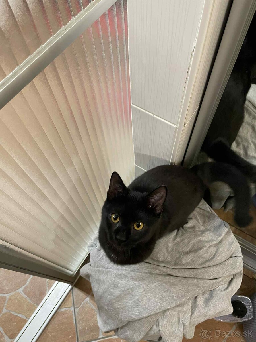 Darujem kocúrika - 6