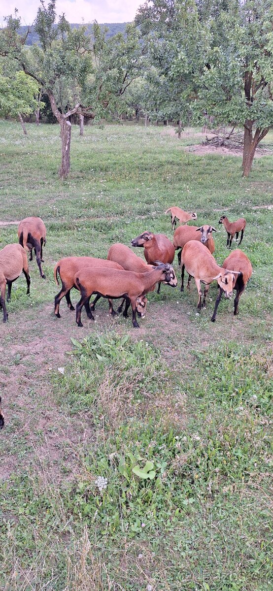 Predam kamerunske ovce. - 6