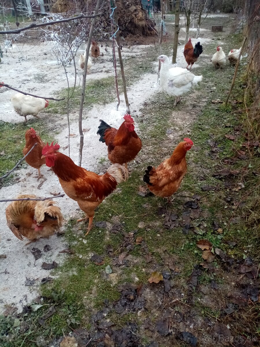 Predám nasadove vajcia kalimero - 6