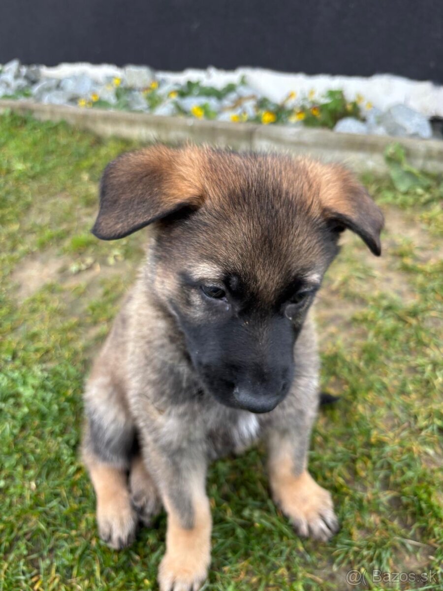 Nemecký ovčiak - 6