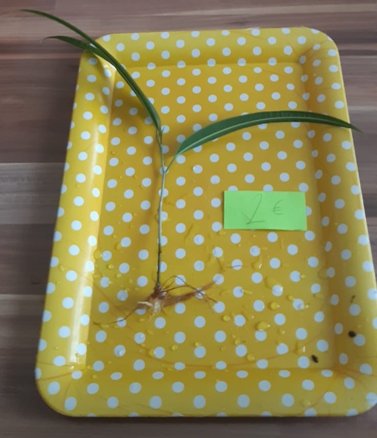 Zakorenené izbove rastliny - 6