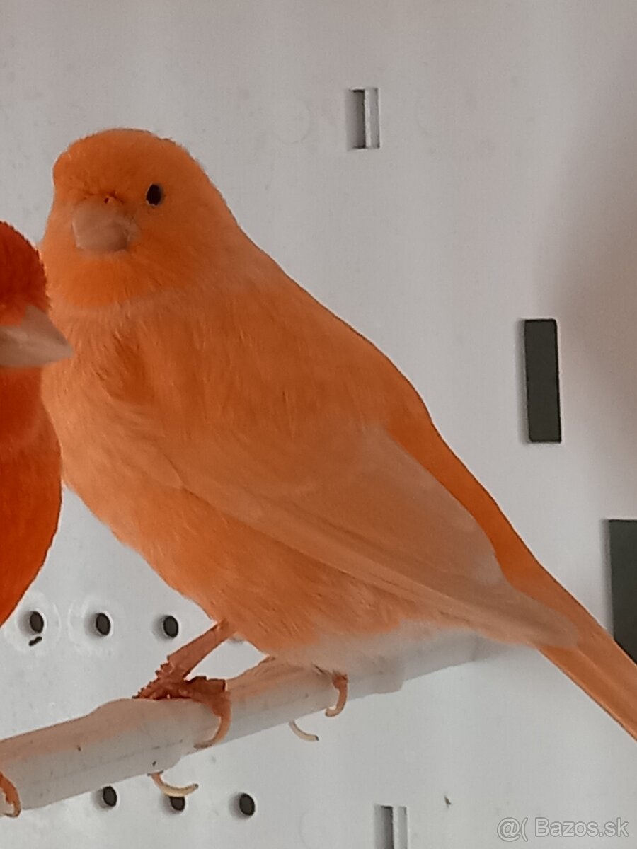 Kanáriky - 6