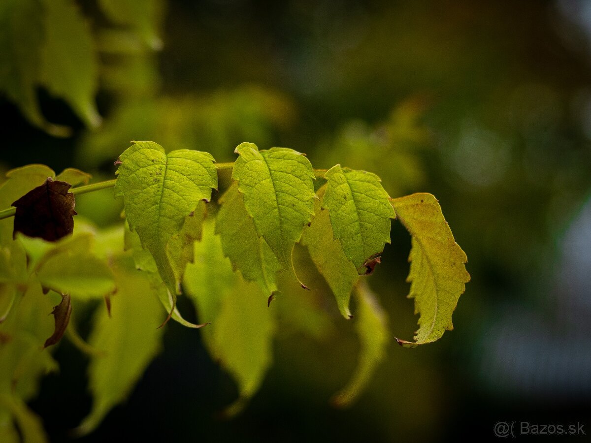 PREDÁM OLYMPUS OM-D E-M10 - 6