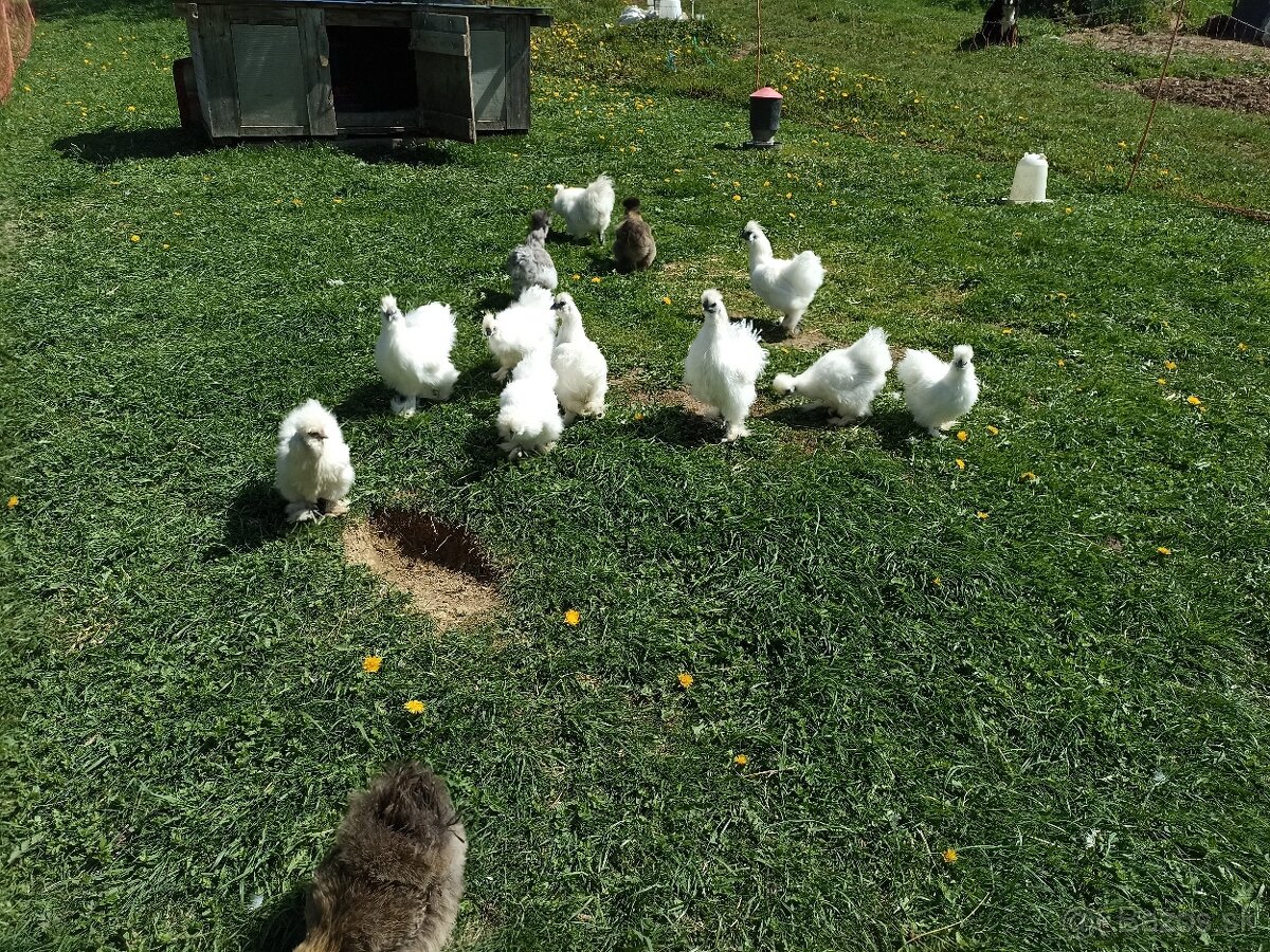 Predám nasadove vajíčka hodvabnicky - 6