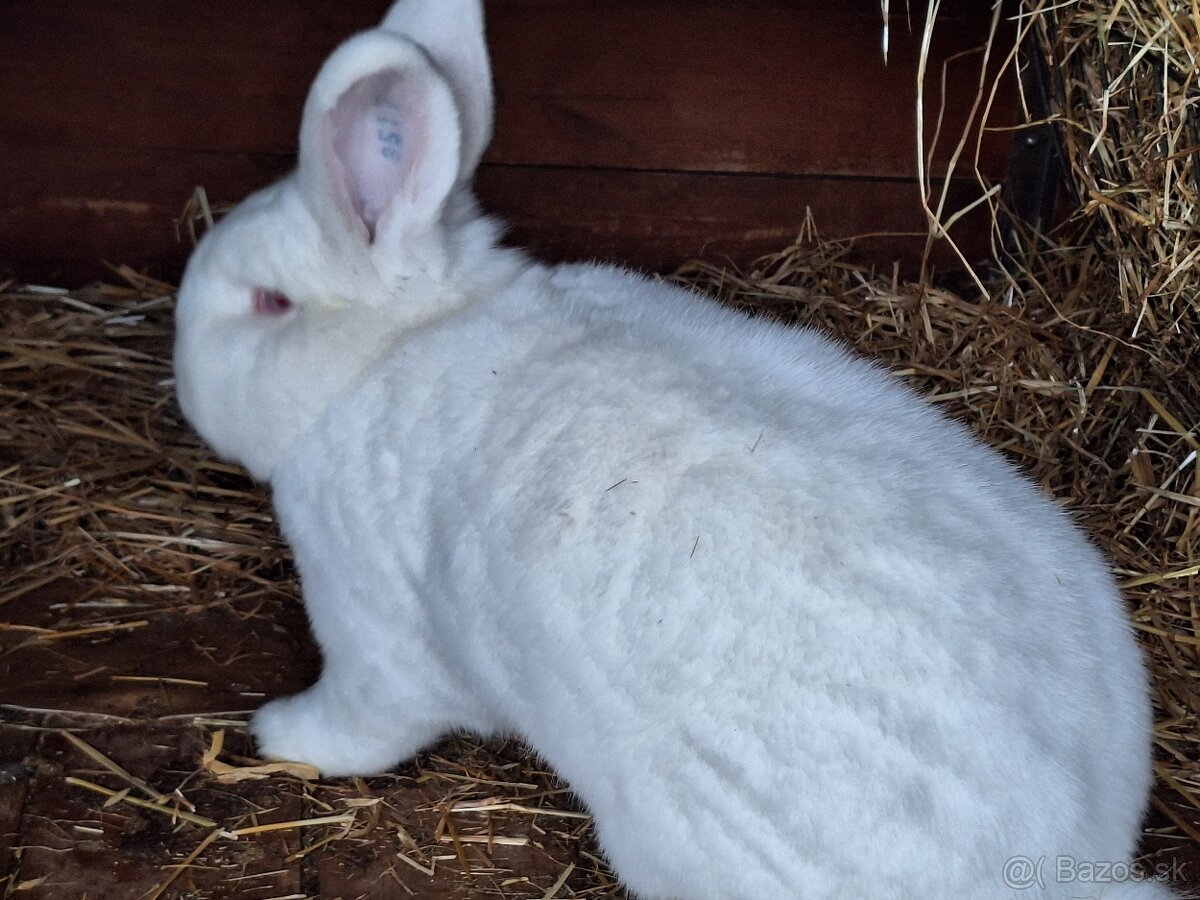 Novozélandský biely králik - 6
