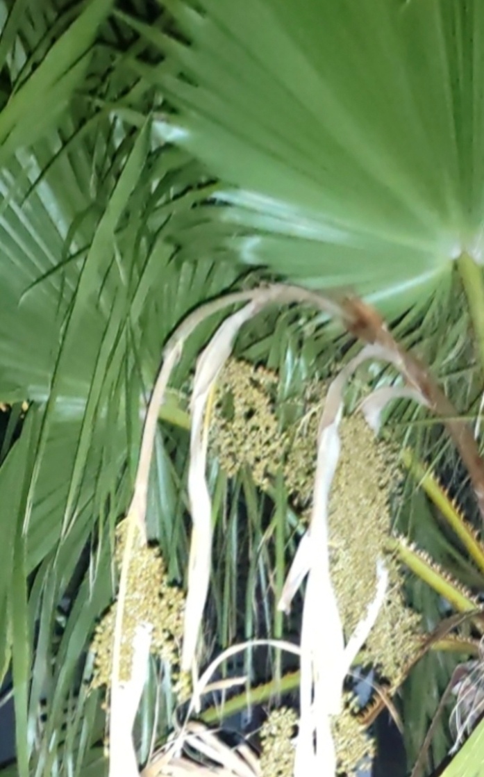 Palma Trachycarpus Fortunei - sadenice - 6