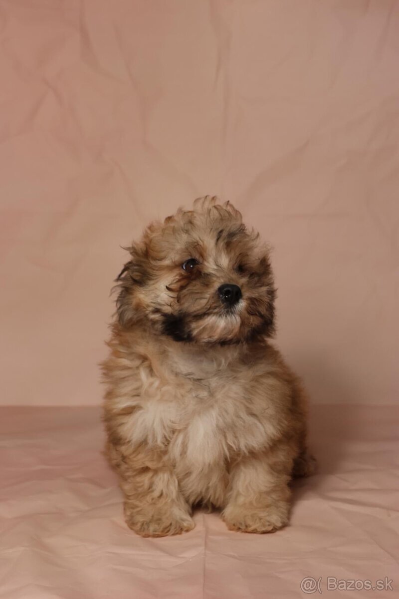 Maltipoo - 6