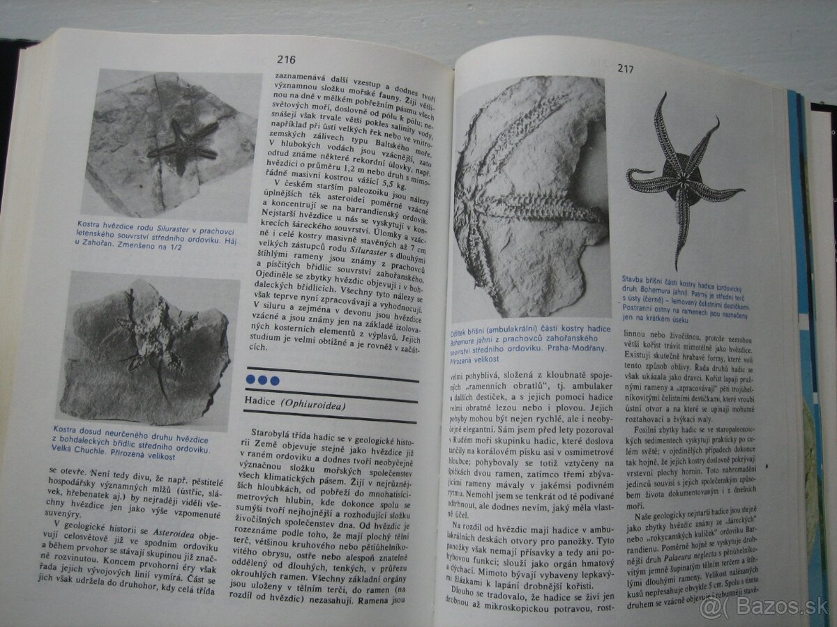 Skameneliny fosílie. - 6