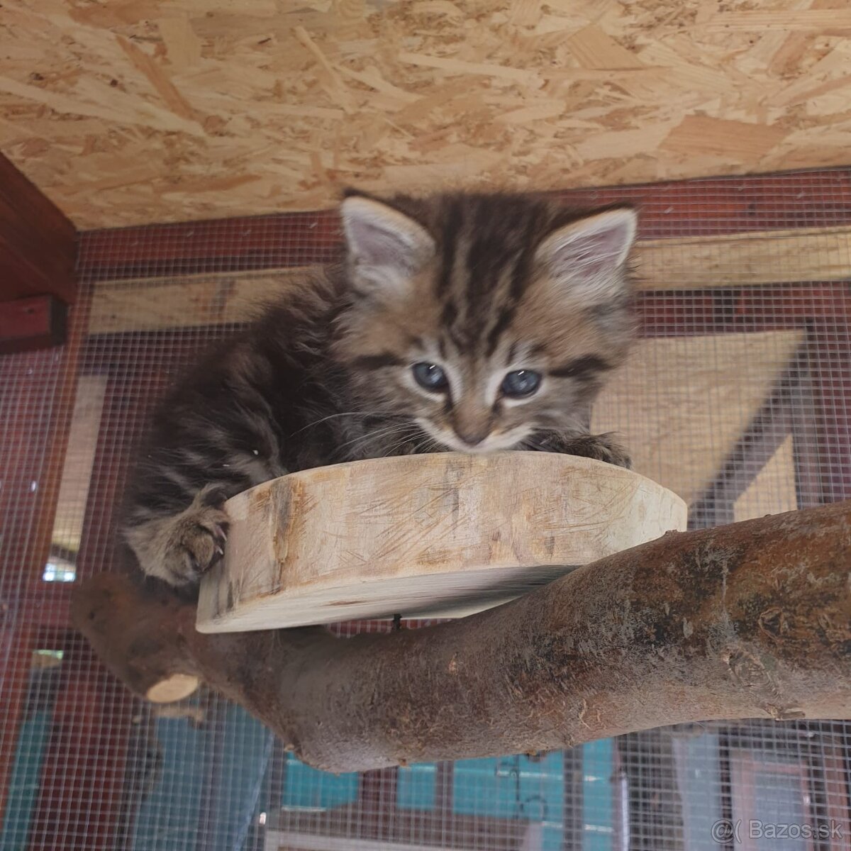 Ponukam maciatka - 6