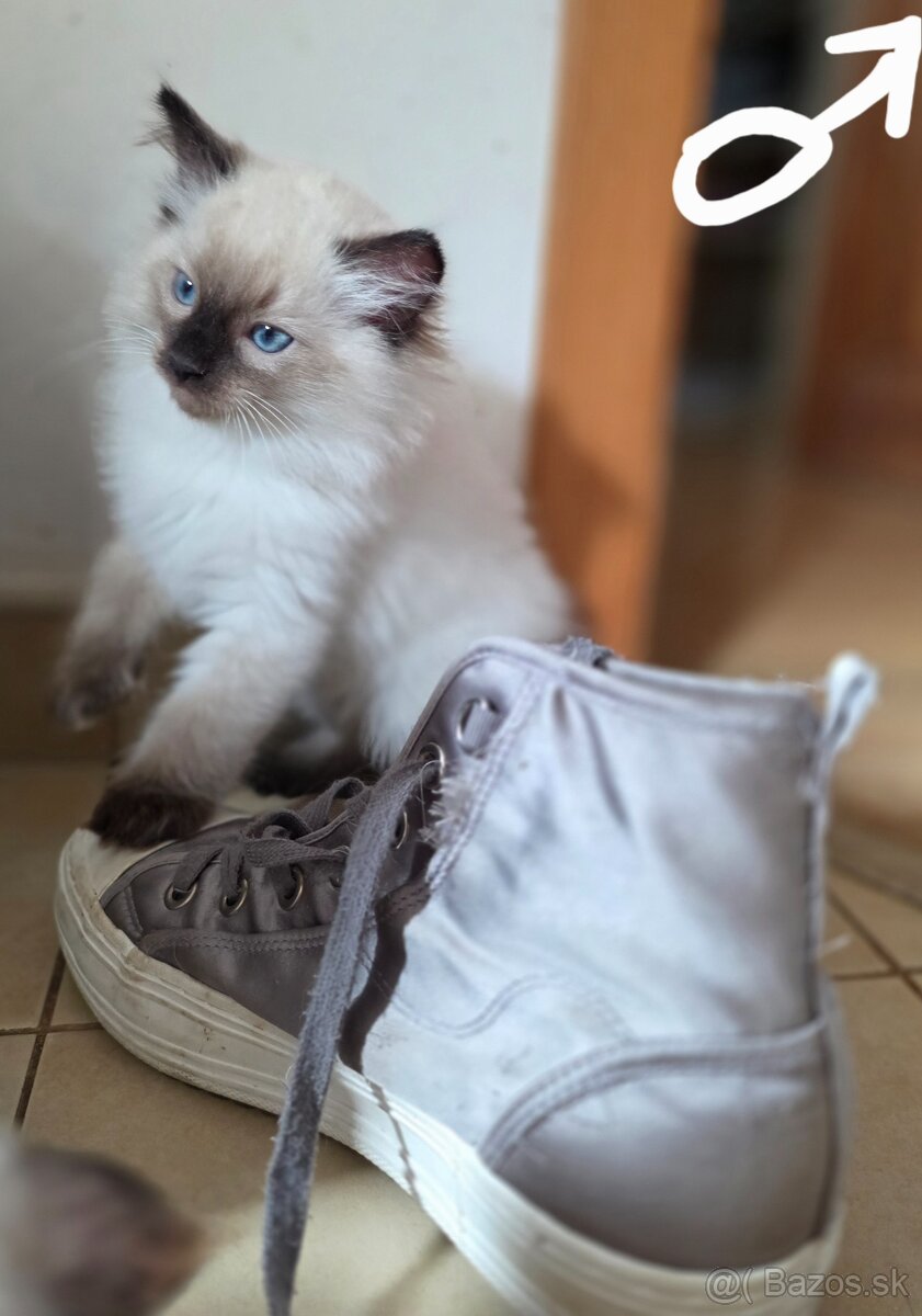 Mačiatka Ragdoll - 6