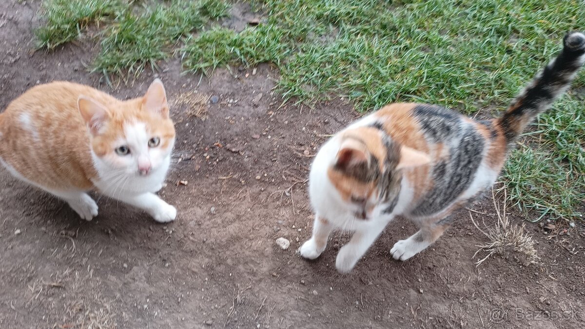 Darujem mačiatka - 6