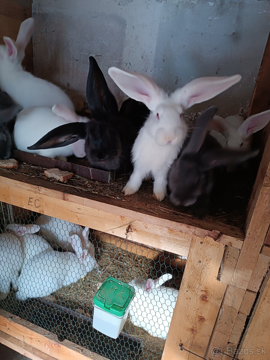 Zajace kraliky - 6