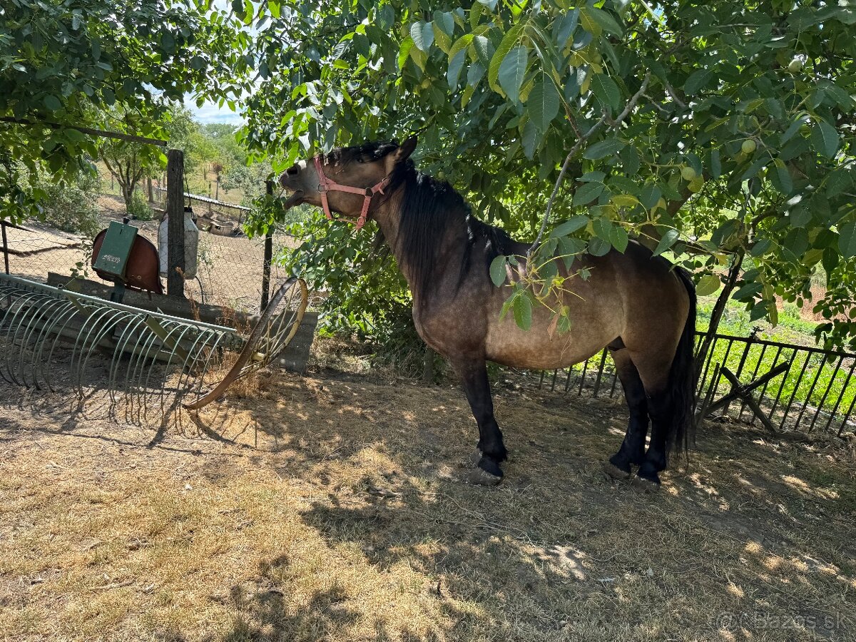 Kone na predaj - 6