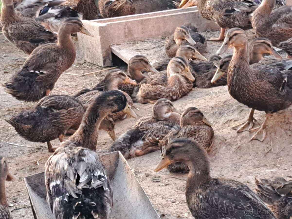 Ruánska kačica - 6