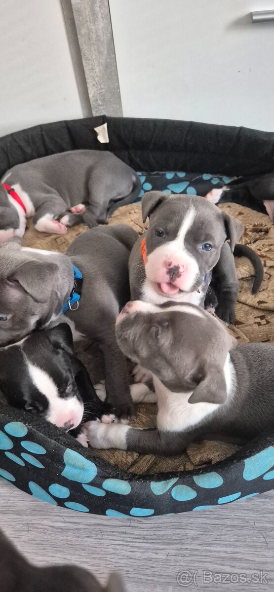 Americký Staford modrý - 6