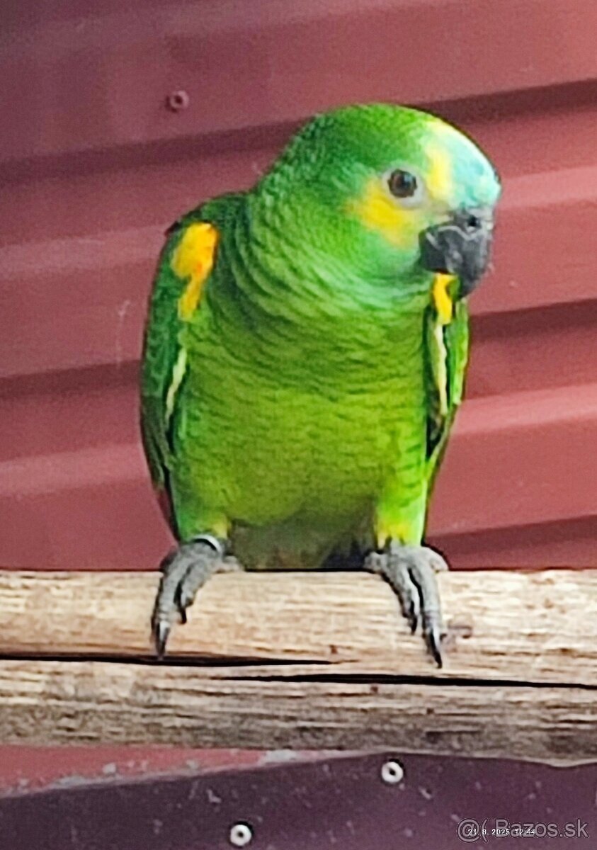 Amazoňan modročelý - 6