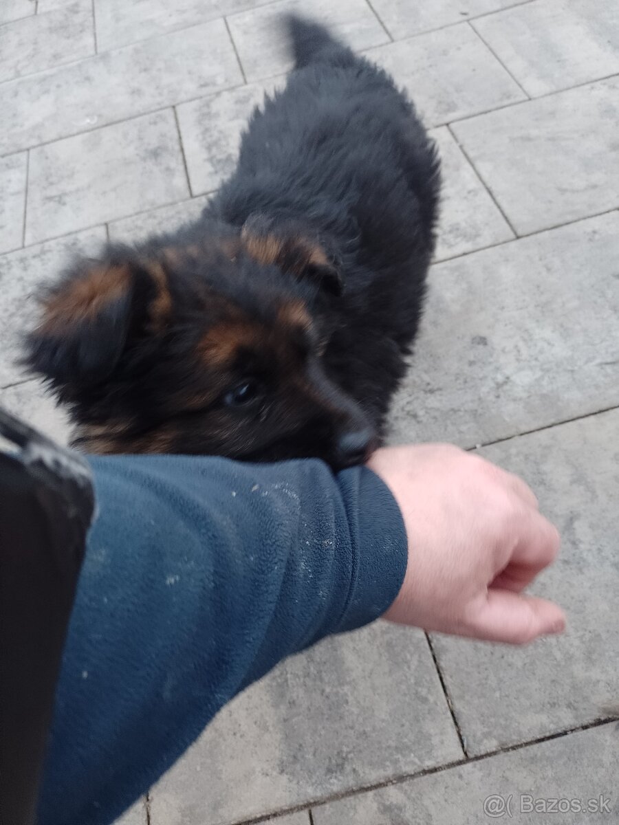 Nemecký ovčiak šteniatka - 6