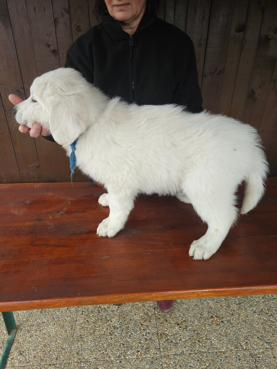 Slovenský čuvač - 6