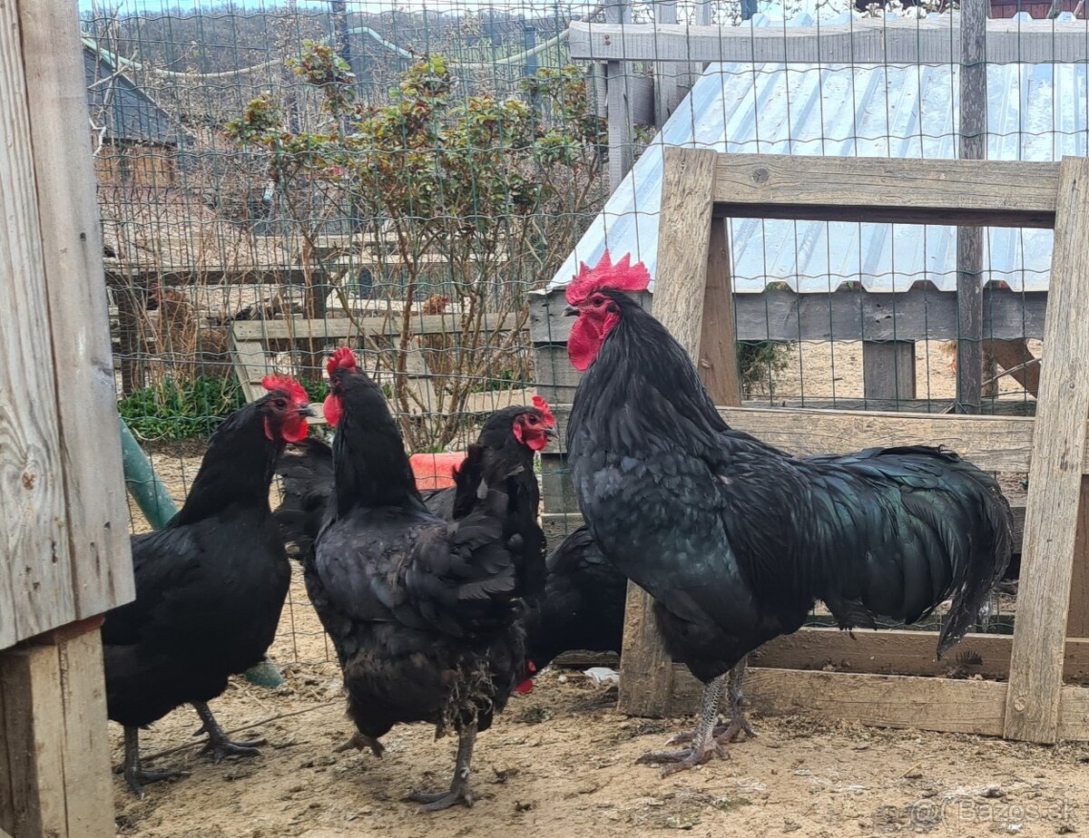 Ponukam nasadove vajicka - 6