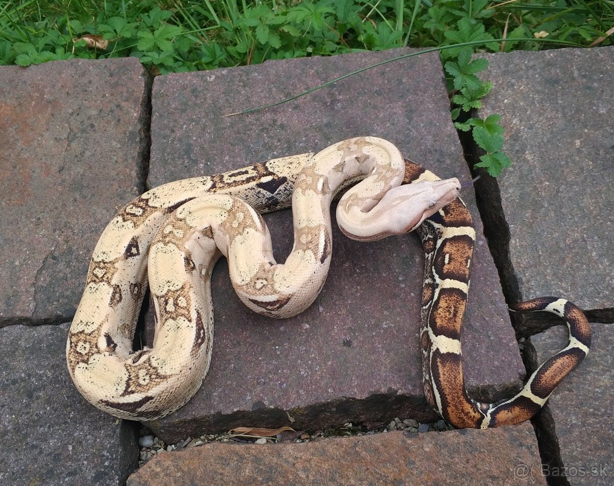 Boa imperator - Hypo RLT het VPI, Ghost het VPI, VPI Sunglow - 6