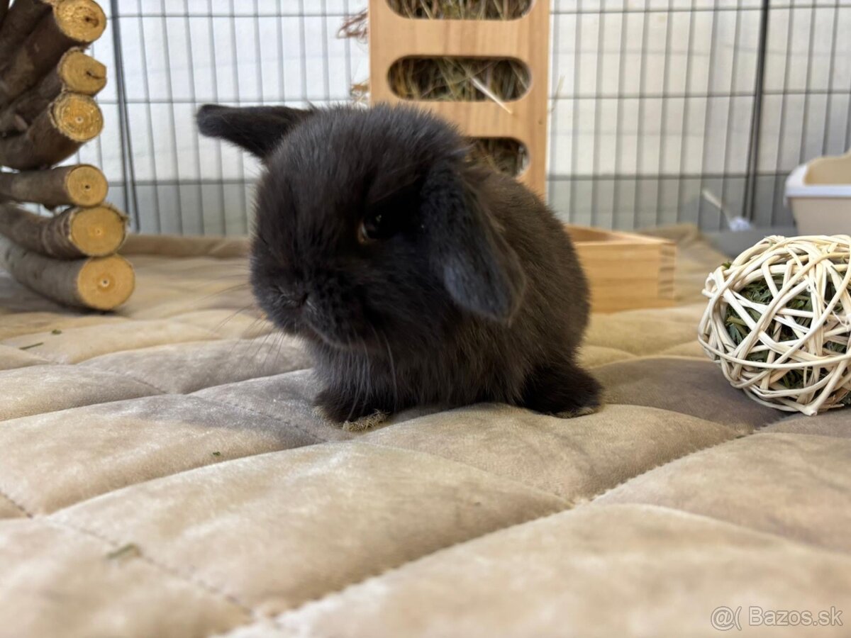 Ponúkame na rezerváciu minilop zajačikov, králičkov, zajacov - 6