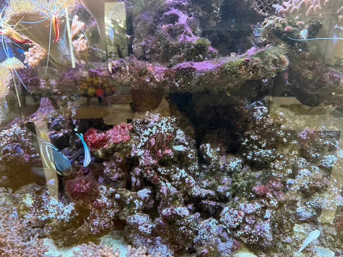 Morské akvárium - Živé skaly - 6