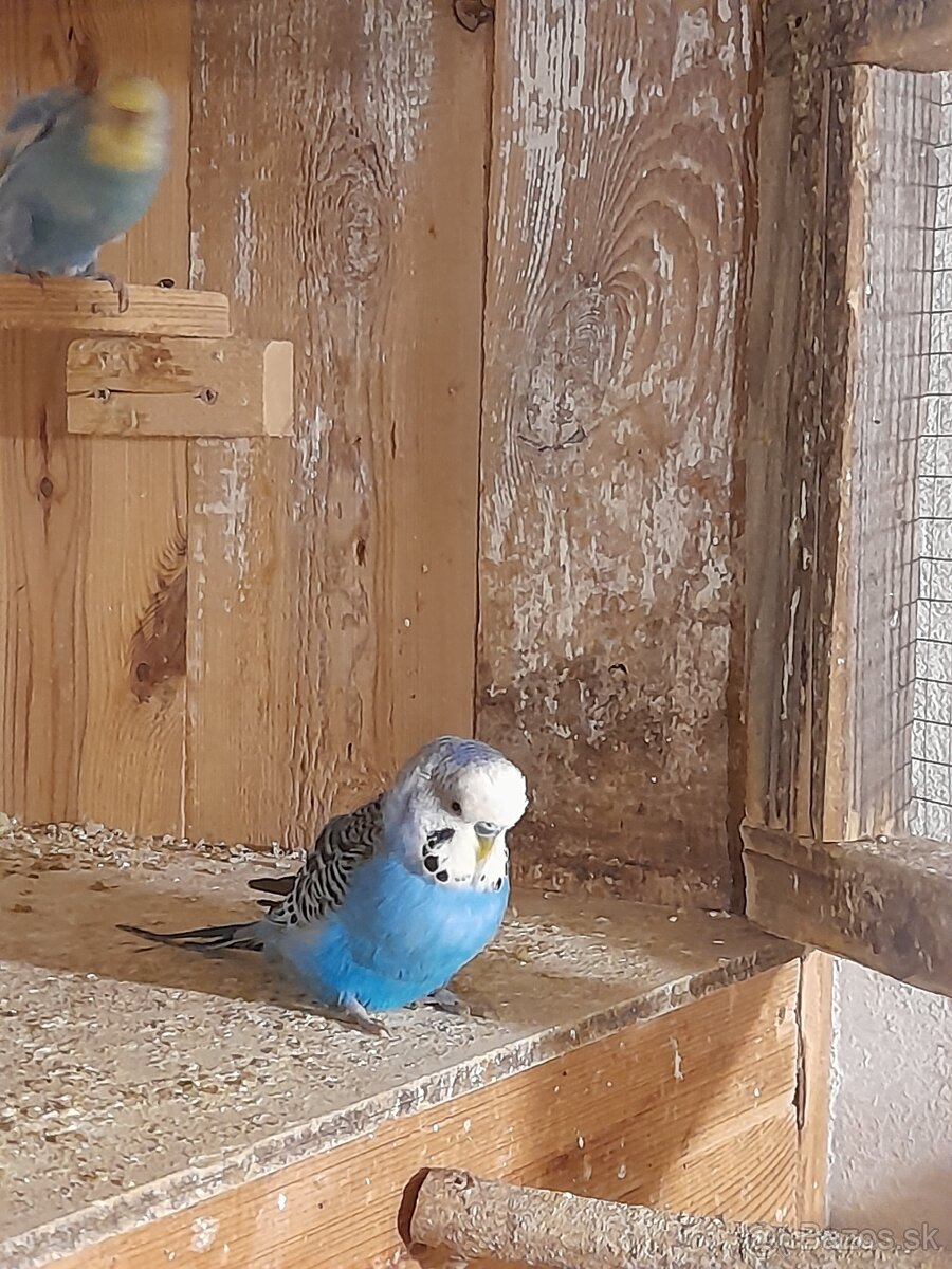 Andulky mlade 2025 - 6