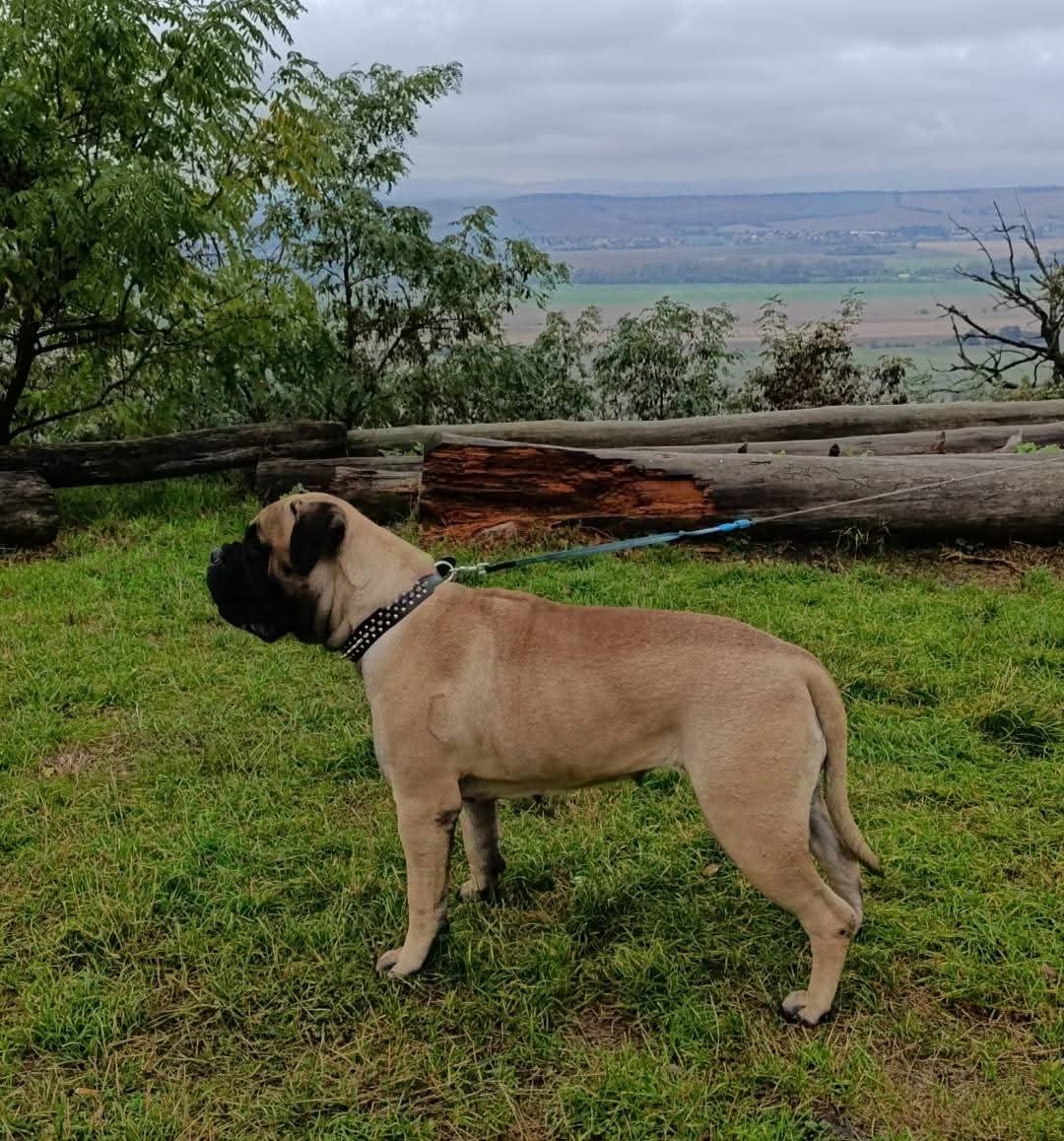 Bulmastif/ Bullmastiff s PP - 6