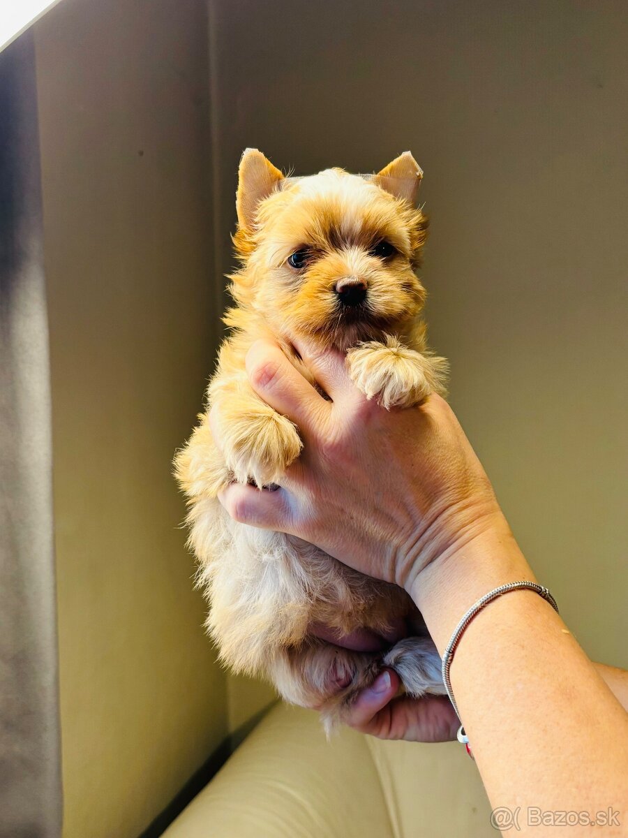 Golddust s PP, Yorkshire s PP, York - 6