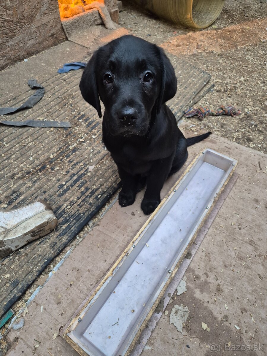 Labrador retriever - 6