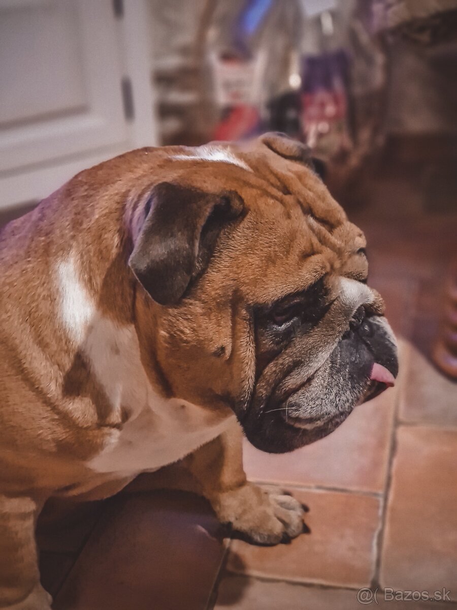 Krásny Anglický Bulldog hľadá fenku - 6