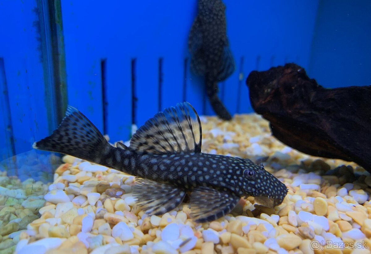 Akvárium s príslušenstvom - 6