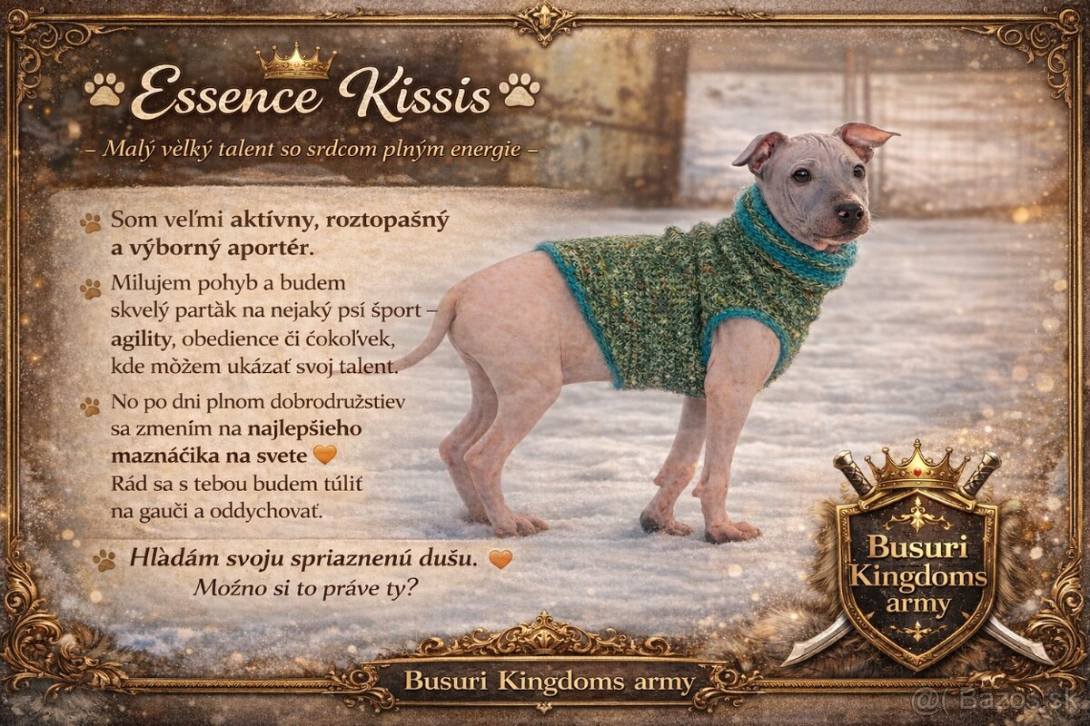 Americký bezsrstý teriér - 6