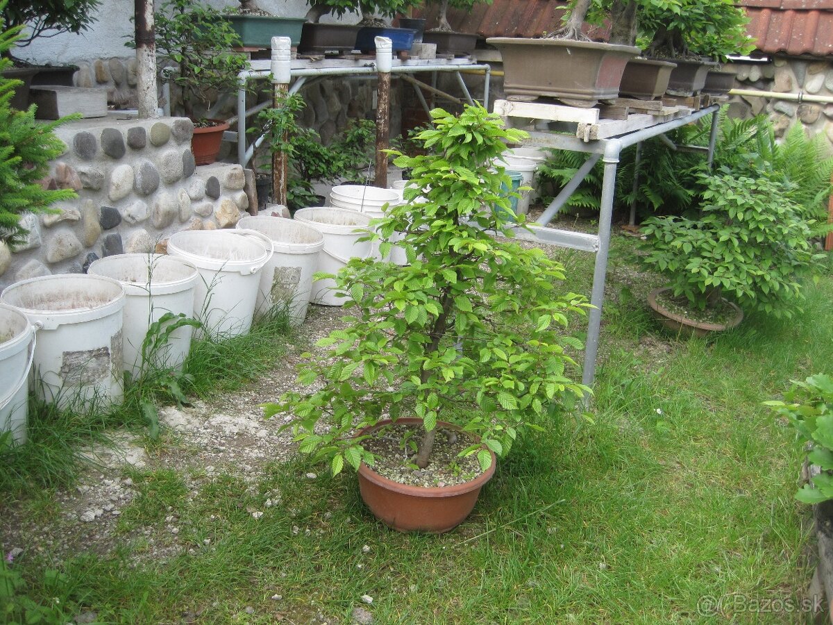 bonsai,bonsaj-hrab 13 - 6
