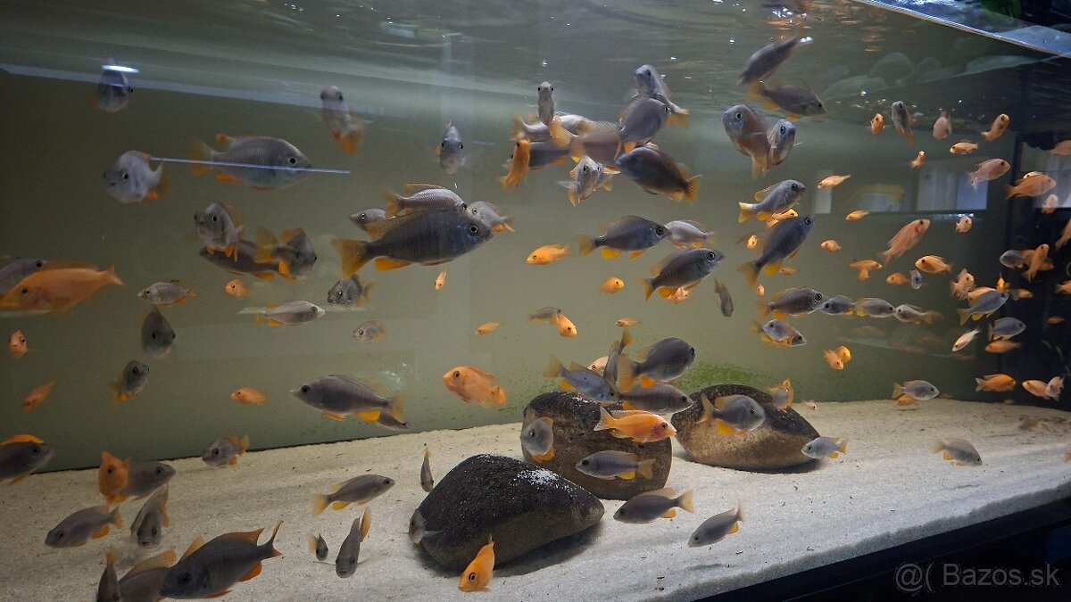 Africké cichlidy - 6